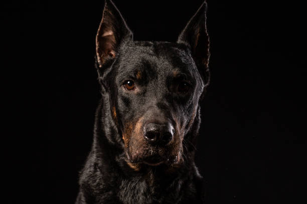 beautiful black male doberman dog on black background Portrait of beautiful black male doberman dog on black background nasty dog stock pictures, royalty-free photos & images