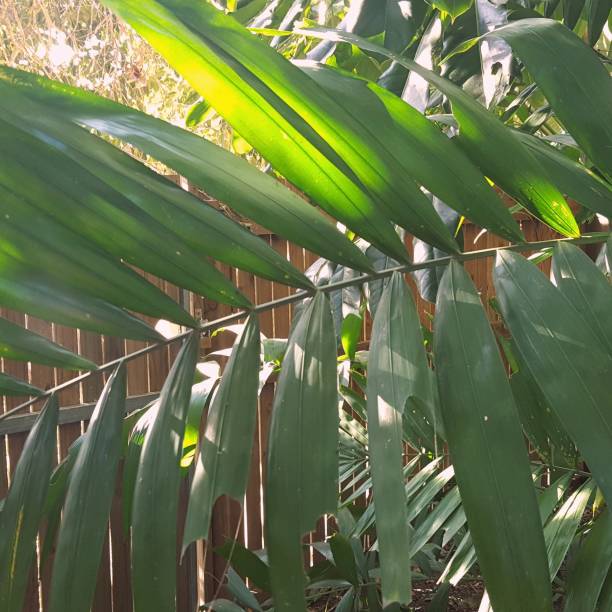 istock Tropical plant in Australian garden. 977467952