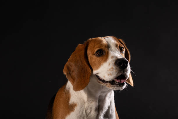 istock Beautiful beagle dog on a black background 977468386