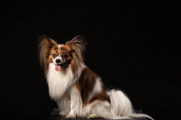 istock Closeup Surprised White Papillon Dog on black background 977468426