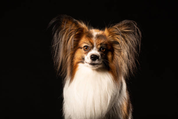 istock Closeup Surprised White Papillon Dog on black background 977468594