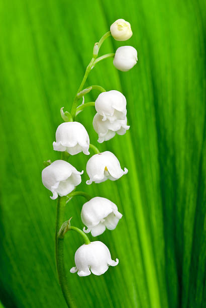 istock Beautiful lily-of-the-valley flower 97747063