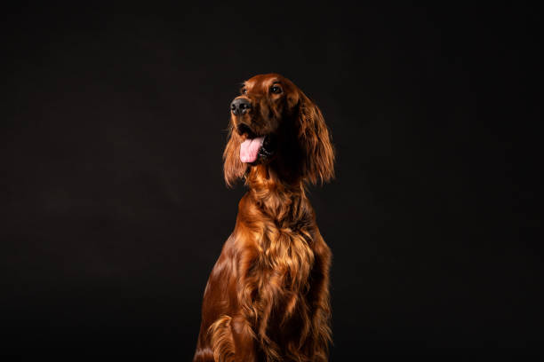 istock Irish Setter dog isolated on black background 977470988