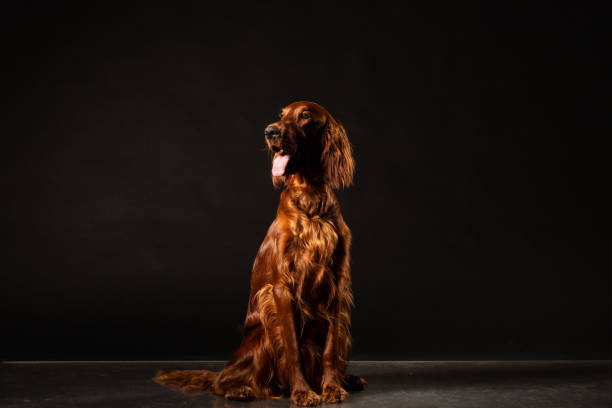 istock Irish Setter dog isolated on black background 977471010