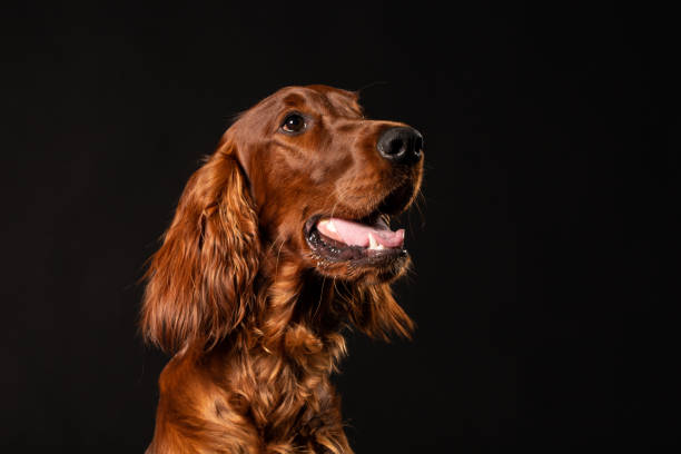 ирландский сеттер собака изолирована на черном фоне - irish setter стоковые фото и изображения