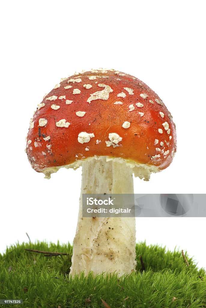 Voe Agárico (Amanita Muscaria) growning no moss - Foto de stock de Agárico - Amanita royalty-free