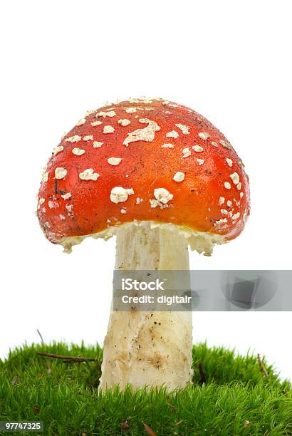 Муха Agaric Growning На Мох — стоковые фотографии и другие картинки Без людей - Без людей, Белый, Белый фон