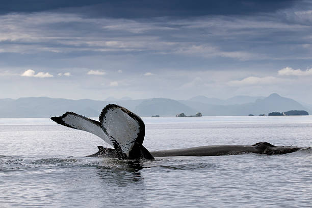 istock Two humpback whales, one fluking in Alaska 97747912