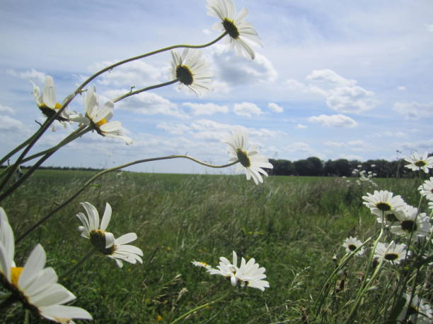 istock Cluster of windblown Ox-Eye Daisies in a meadow 977479882