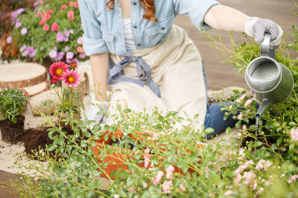 istock Woman kneeling and watering plants 977480248