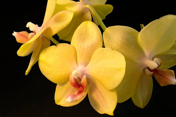 istock yellow orchid flowers 97748278