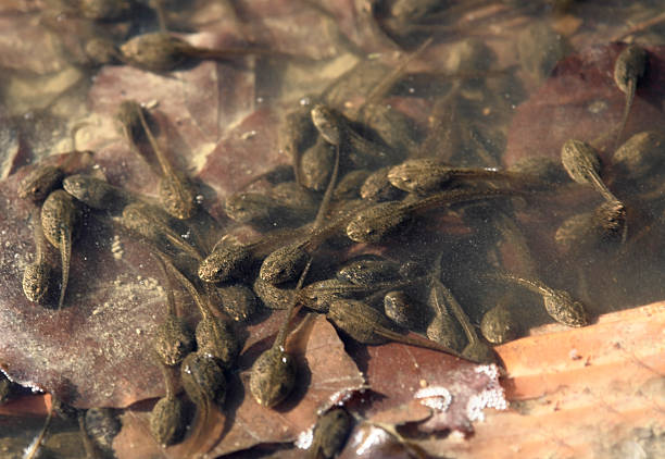 tadpoles en primer plano - gedraengt fotografías e imágenes de stock