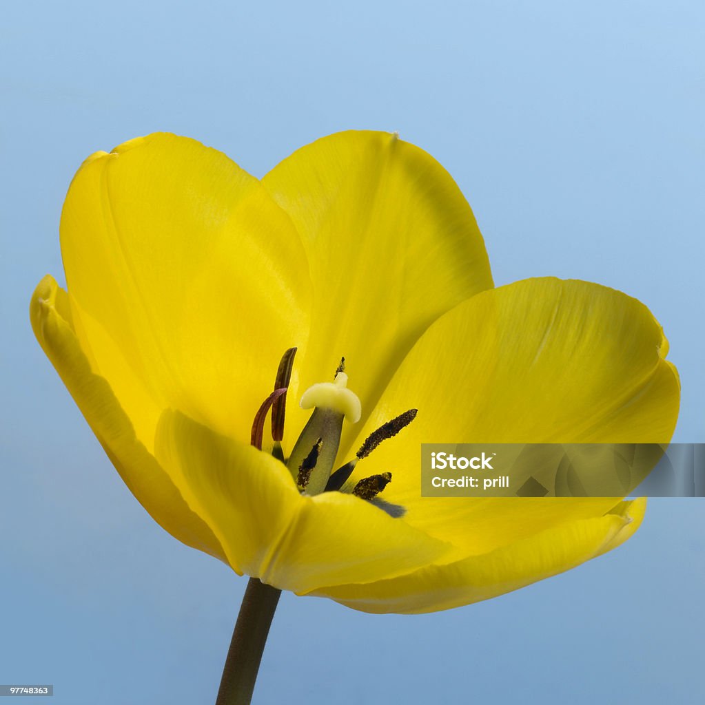 Gelbe Tulpe Blume - Lizenzfrei Biologie Stock-Foto