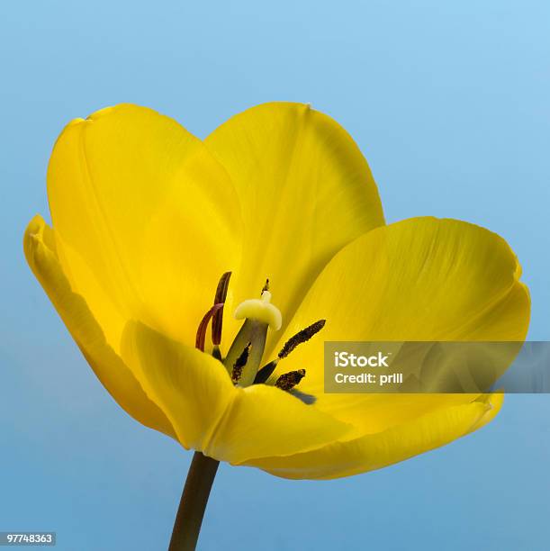 Photo libre de droit de Fleur Tulipe Jaune banque d'images et plus d'images libres de droit de Adulation - Adulation, Biologie, Bleu