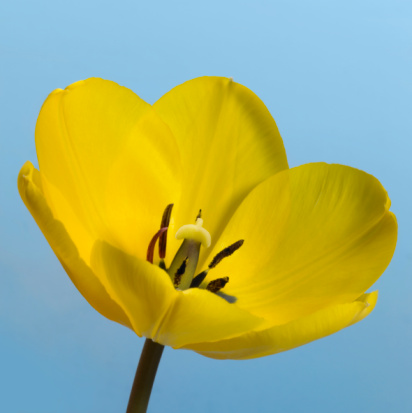 closeup of a yellow tulip flower in blue back