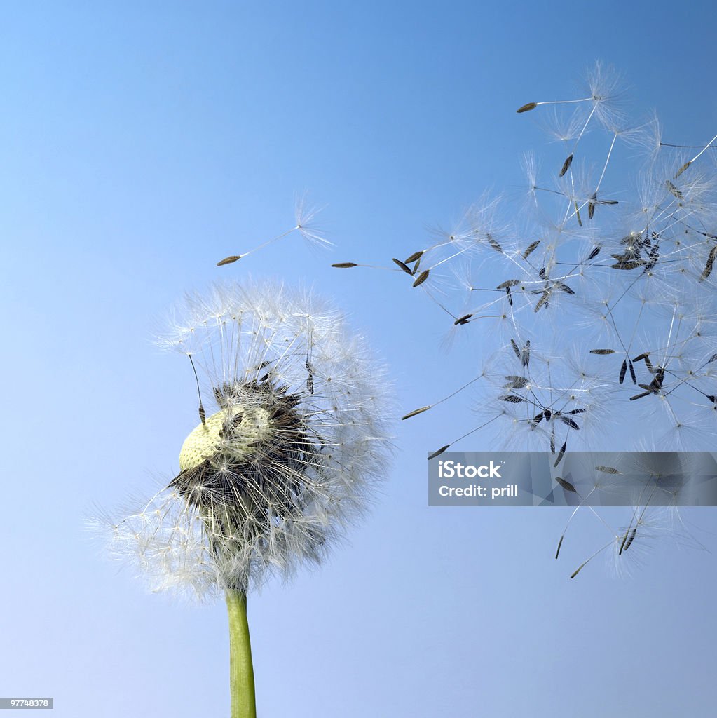 Semillas de diente de león y volando blowball - Foto de stock de Abrir en abanico libre de derechos