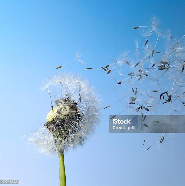 Blowball Semi Di Tarassaco E Volare - Fotografie stock e altre immagini di A mezz'aria - A mezz'aria, Aperto a ventaglio, Bianco