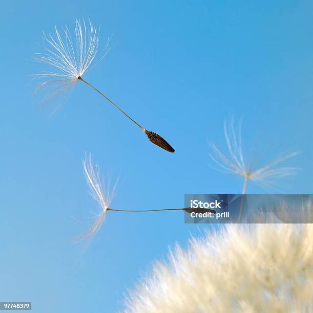 Dandelion Seed Closeup Stock Photo - Download Image Now - Blue, Botany, Close-up