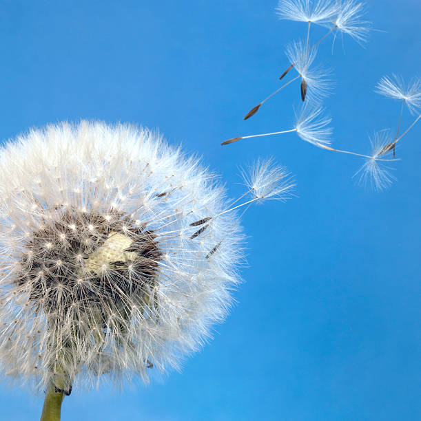 istock dandelion blowball and flying seeds 97748397