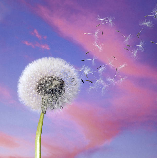 istock dandelion blowballin purple evening sky 97748398