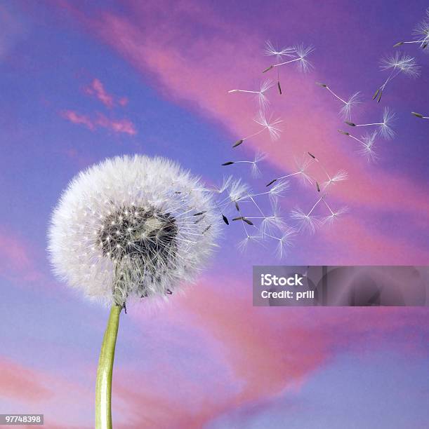 Одуванчик Blowballin Фиолетовый Вечернее Небо — стоковые фотографии и другие картинки Без людей - Без людей, Белый, Ботаника