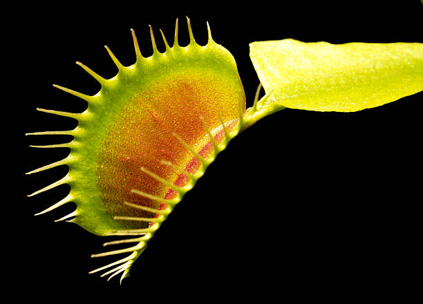 carnivorous plant detail