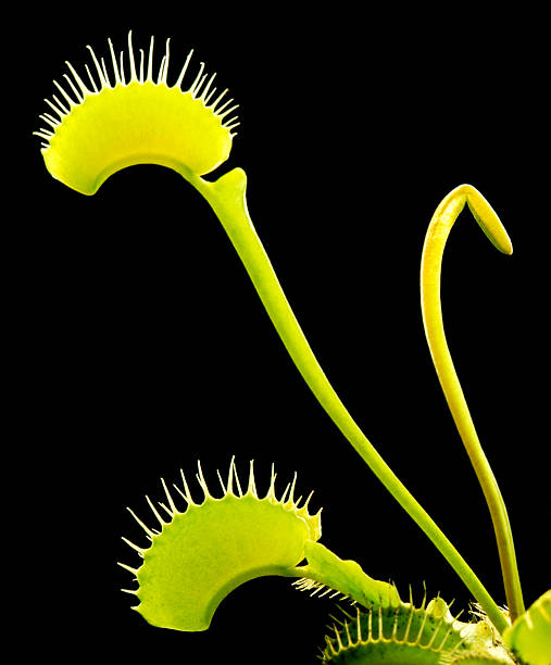istock carnivorous plant detail 97748437