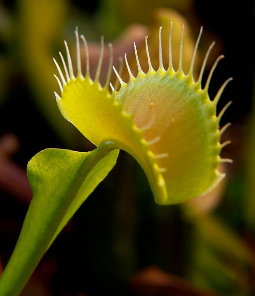 istock carnivorous plant detail 97748439