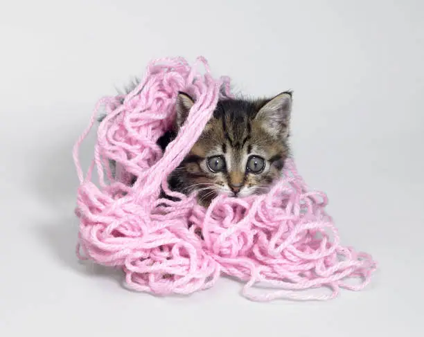 Photo of kitten under wool