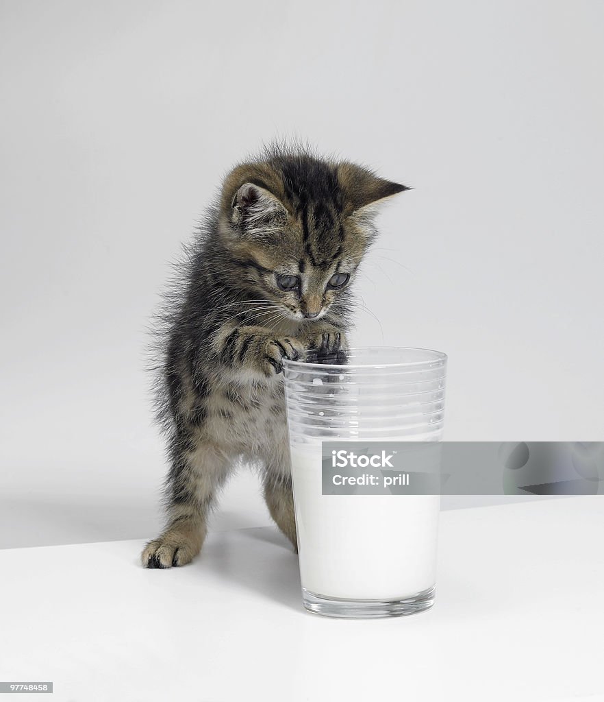 Mascota pequeños y de un vaso de leche - Foto de stock de Gato doméstico libre de derechos