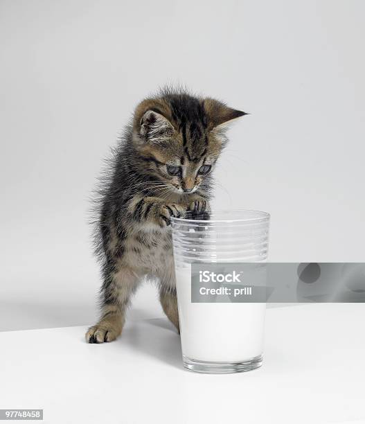 Mascota Pequeños Y De Un Vaso De Leche Foto de stock y más banco de imágenes de Gato doméstico - Gato doméstico, Leche, Agilidad