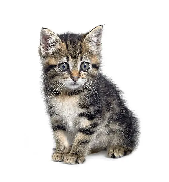 Photo of cute little kitten