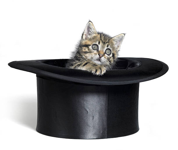 istock kitten looking out of a black top hat 97748460