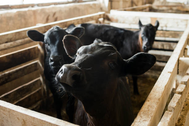 Calves in a farm stock photo