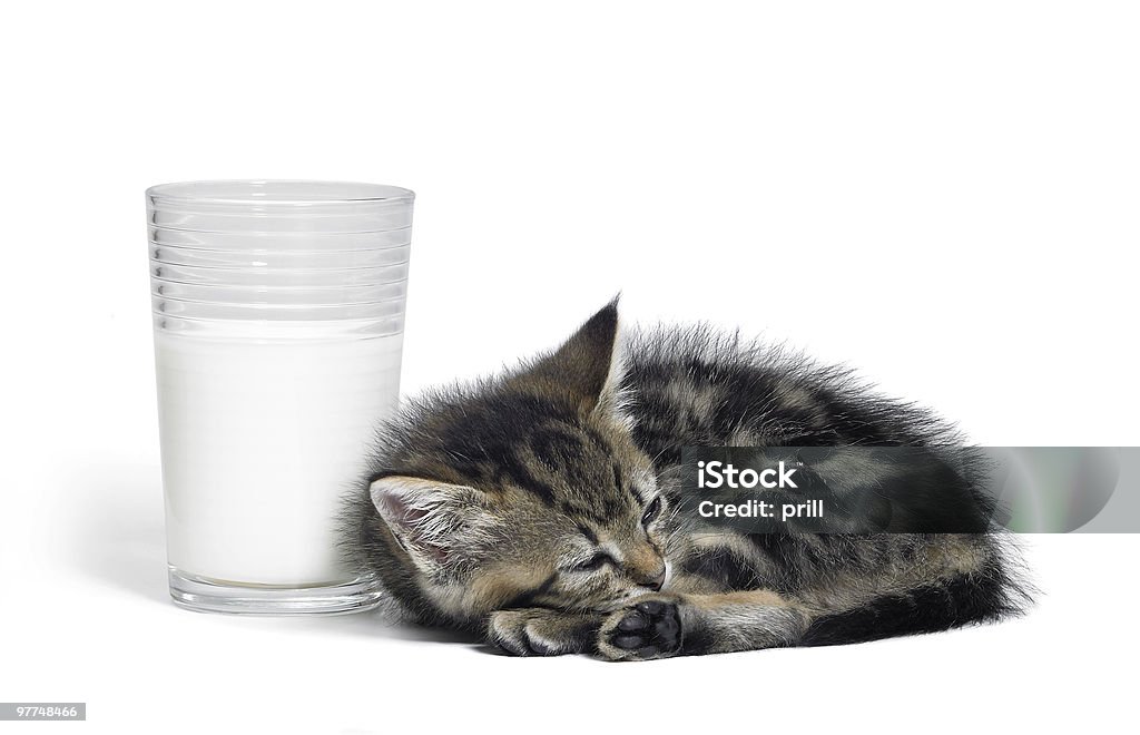 Mascota además de un vaso de leche - Foto de stock de Adulación libre de derechos