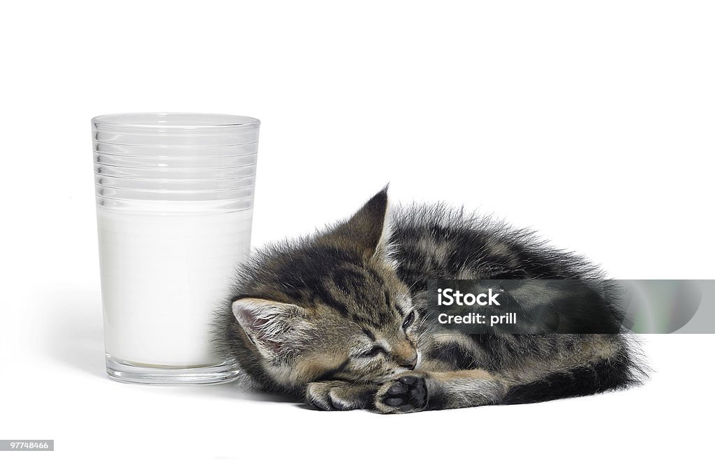 Kociak obok szklanka mleka - Zbiór zdjęć royalty-free (Bez ludzi)