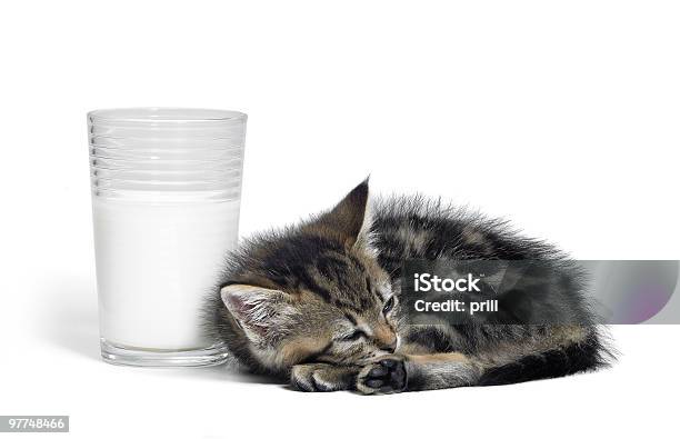 Kociak Obok Szklanka Mleka - zdjęcia stockowe i więcej obrazów Bez ludzi - Bez ludzi, Ciekawość, Cętkowany