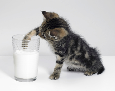 Studio photography of a small kitten while fishing in a glass of milk