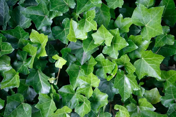 full frame detail of fresh green ivy leaves