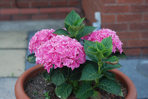 Pink Hydrangea Flower in Pot Summer Flowers Gardening Concept