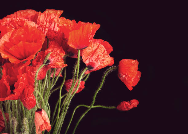 istock Red poppy flowers 977502432