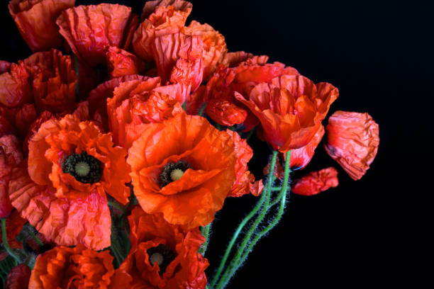 istock Poppy flowers 977502466