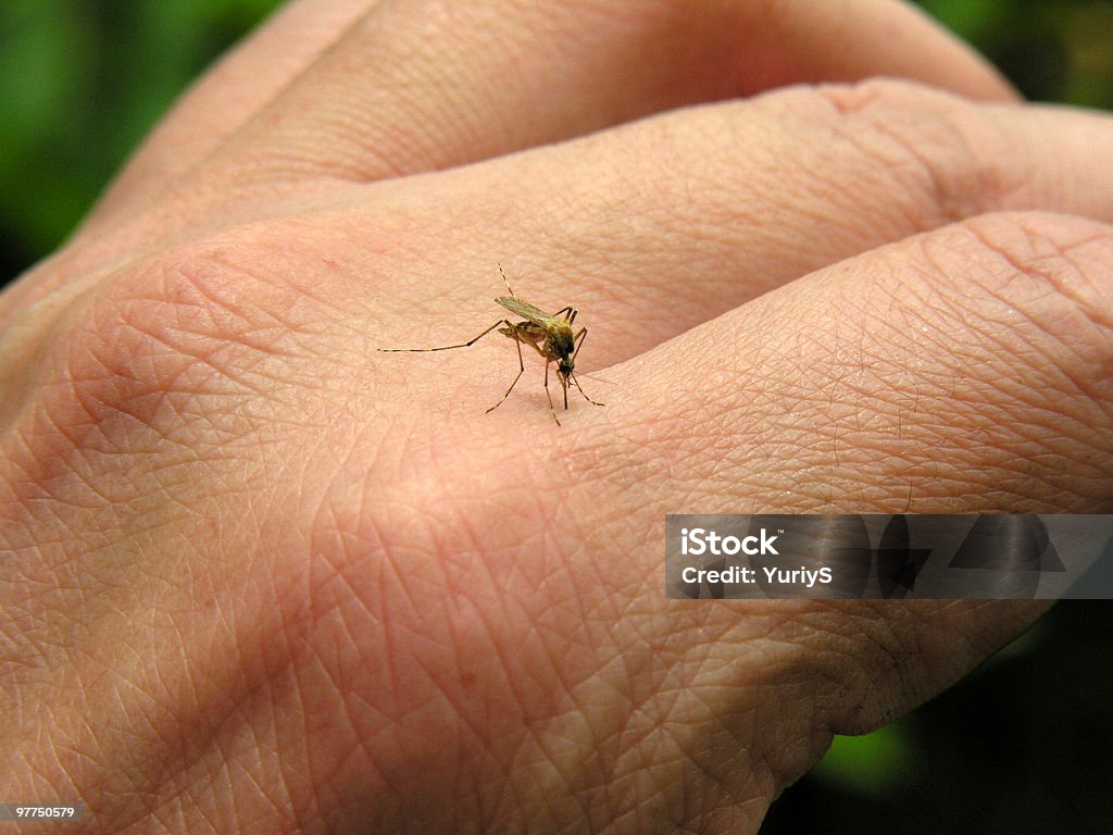 mosquito 01 - Royalty-free Morder Foto de stock