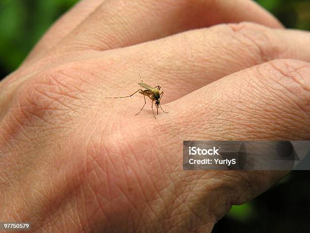 Mosquito 01 - Fotografias de stock e mais imagens de Morder - Morder, Mosquito, Artrópode