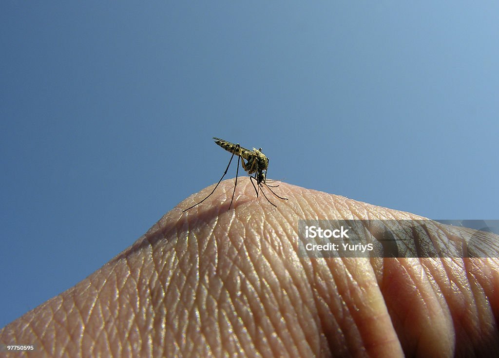 mosquito 02  Arthropod Stock Photo