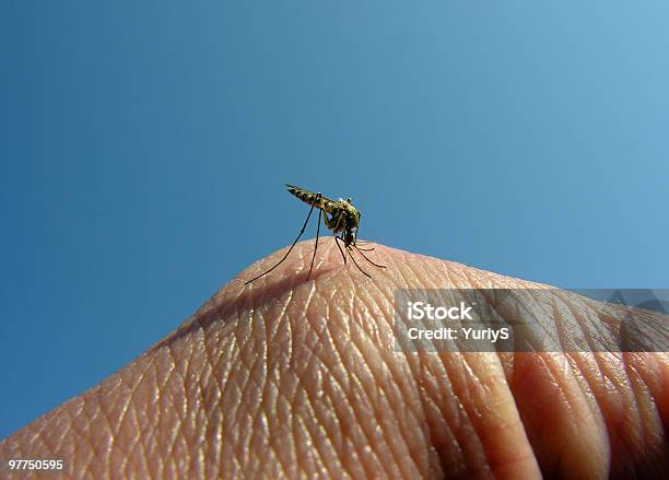 Mosquito 02 Stock Photo - Download Image Now - Arthropod, Blue, Close-up