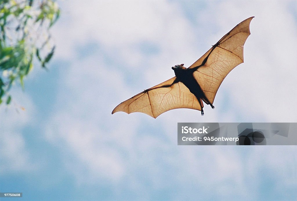 과일박쥐 항공편 - 로열티 프리 박쥐 스톡 사진