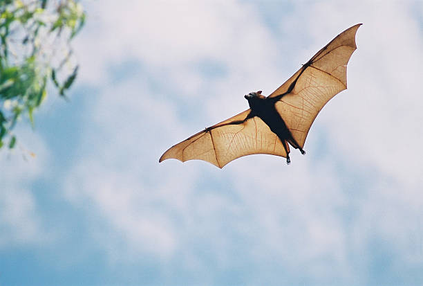 morcego de fruta em voo - bat animal flying mammal imagens e fotografias de stock