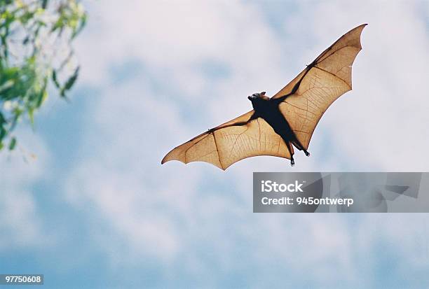 Morcego De Fruta Em Voo - Fotografias de stock e mais imagens de Morcego - Morcego, Raiva - Vírus, Voar