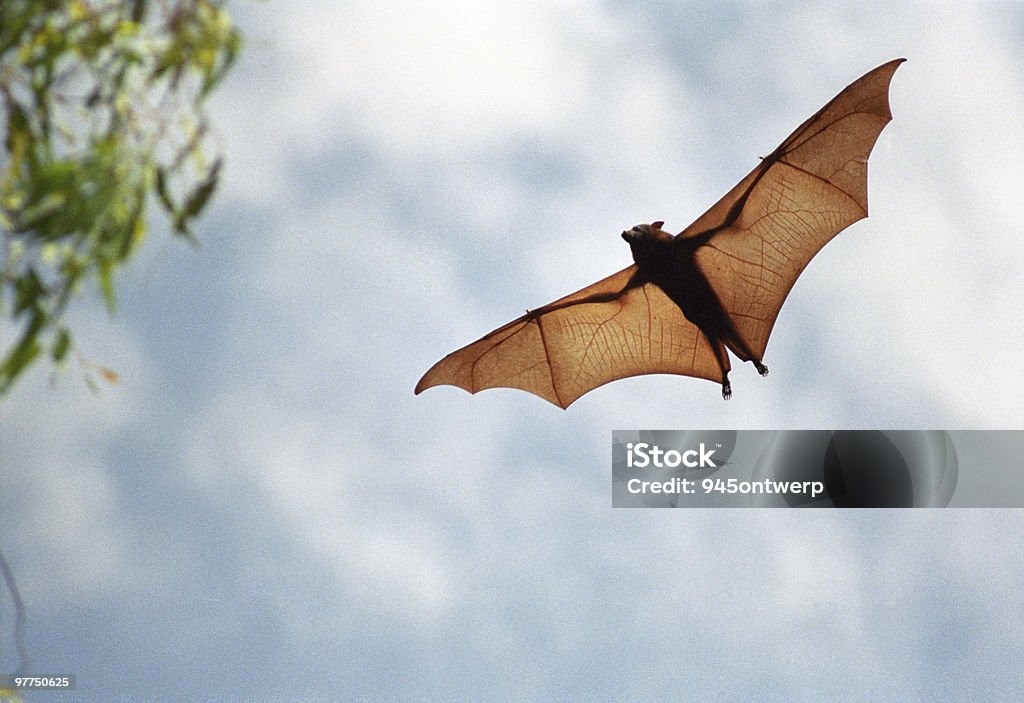 Pipistrello della frutta al volo (alta risoluzione - Foto stock royalty-free di Pipistrello